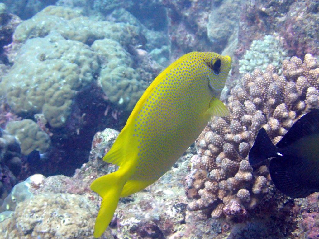 Siganus coralinus