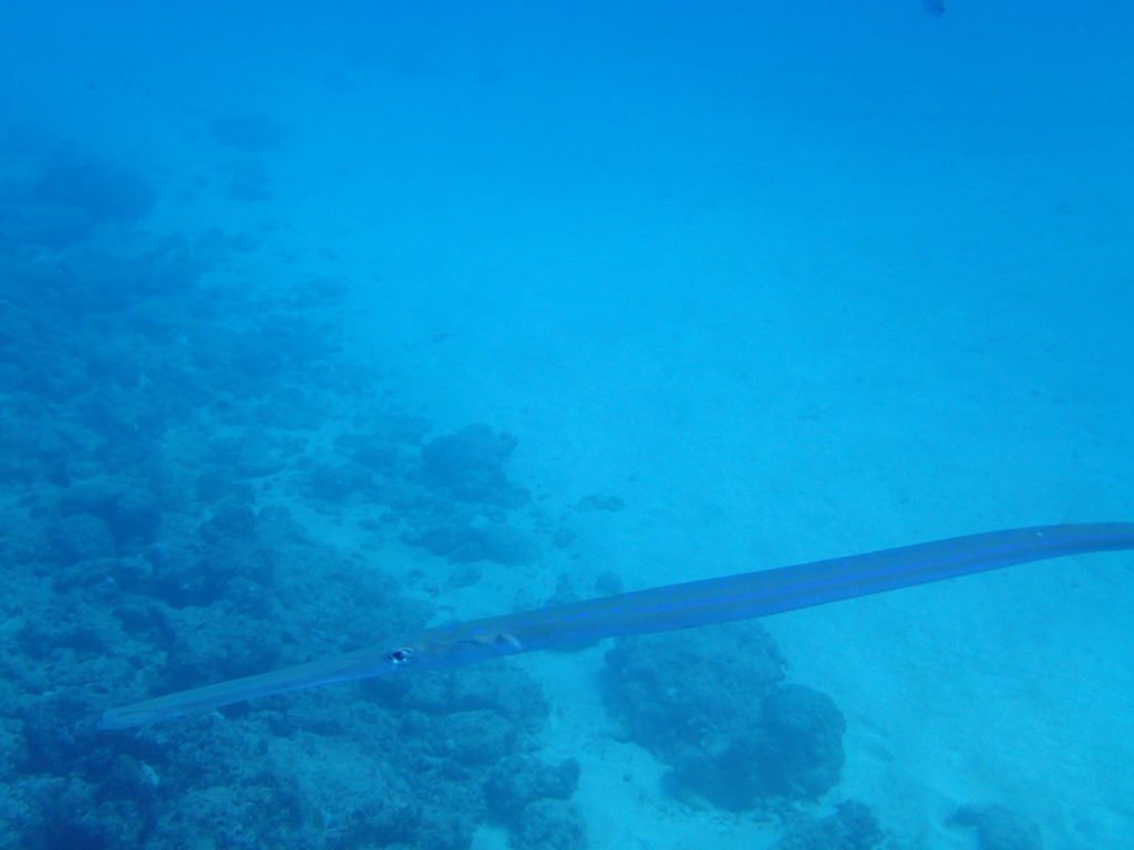 Fistularia commersonii