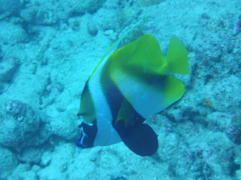 Heniochus monoceros