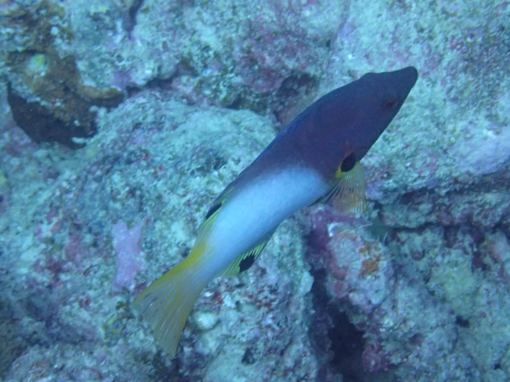 Bodianus axillaris