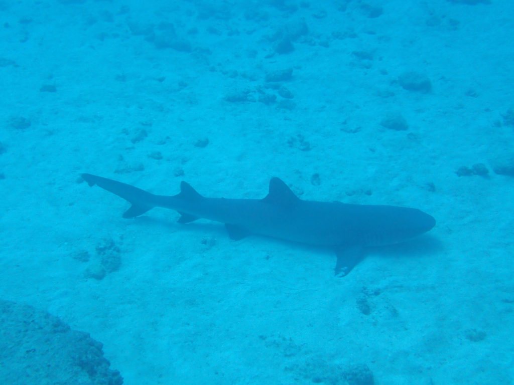 Requin à pointe blanche du lagon