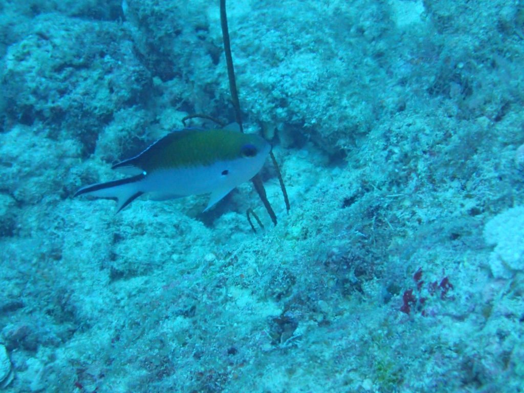 Chromis fumea