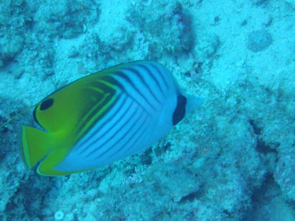 Chaetodon auriga
