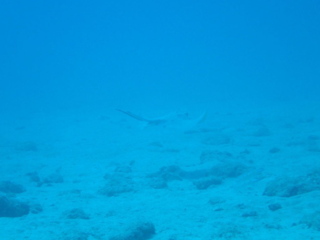 Neotrygon kuhlii