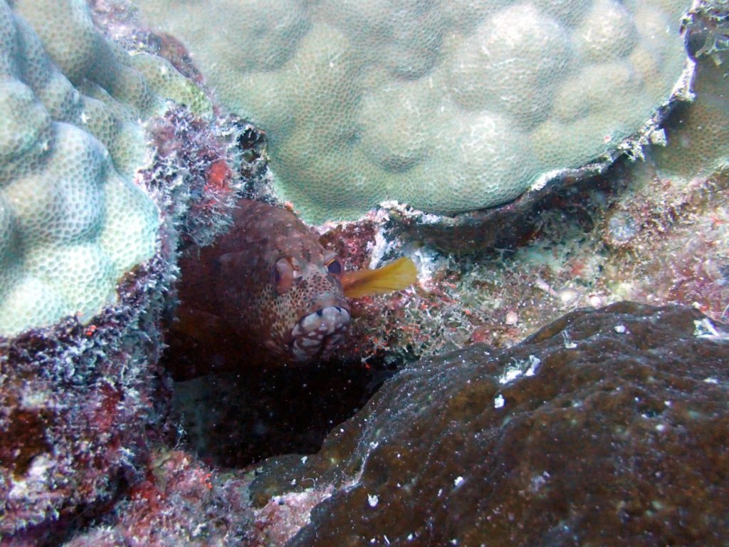 Cephalopholis urodeta