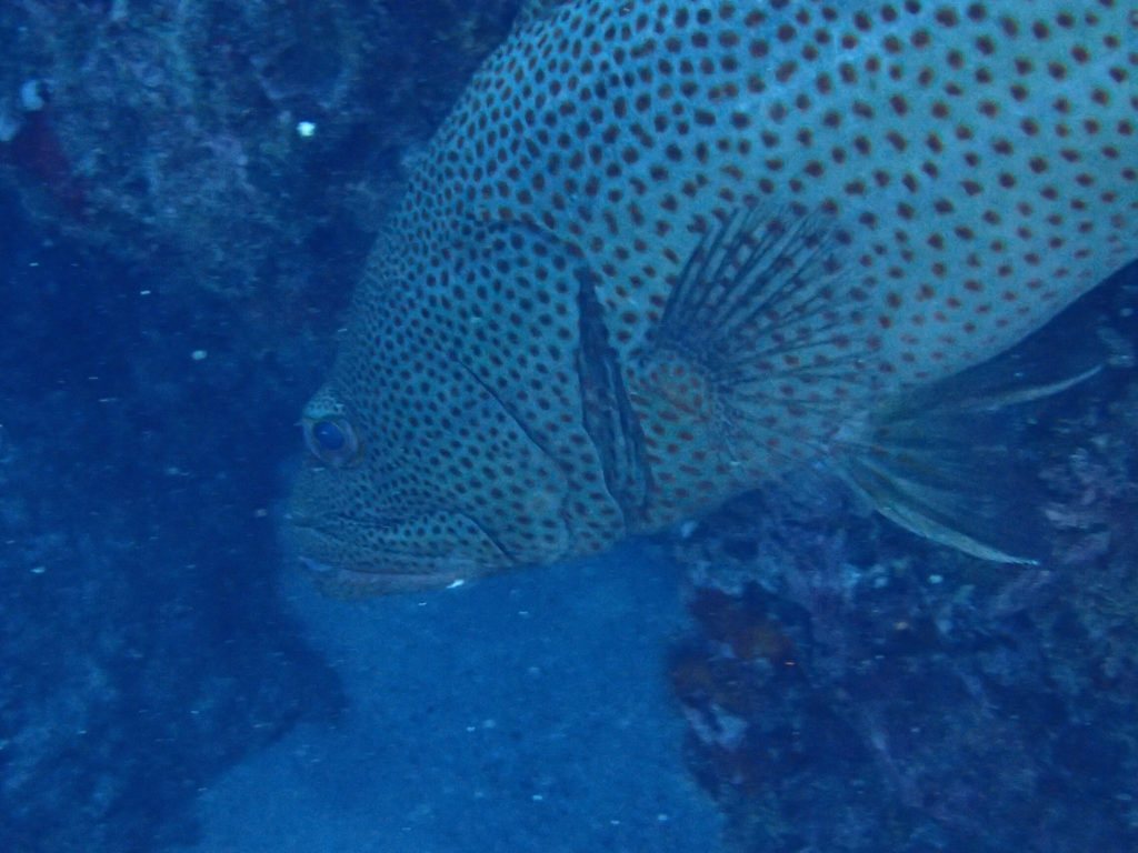 Anyperodon leucogrammicus
