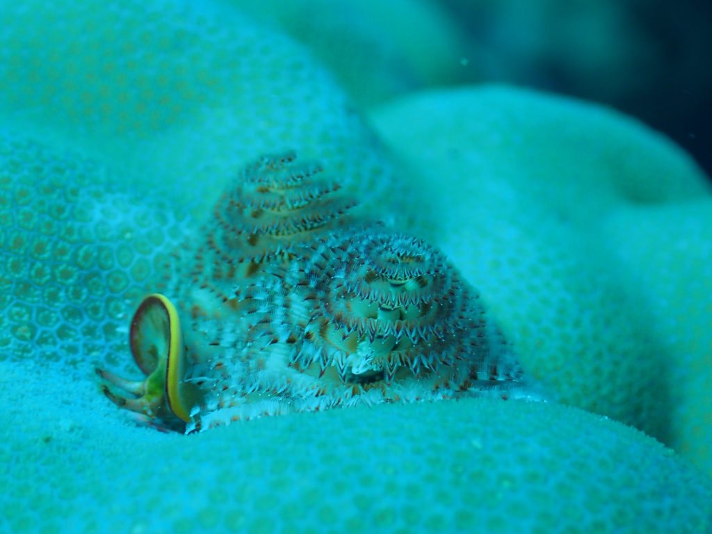 Spirobranchus corniculatus