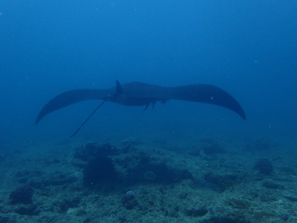 Mobula alfredi