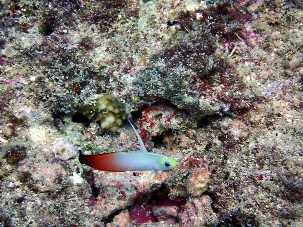 Nemateleotris magnifica