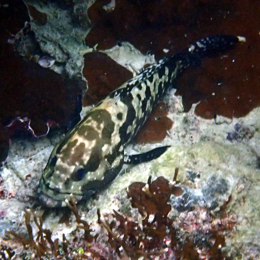 Epinephelus polyphekadion
