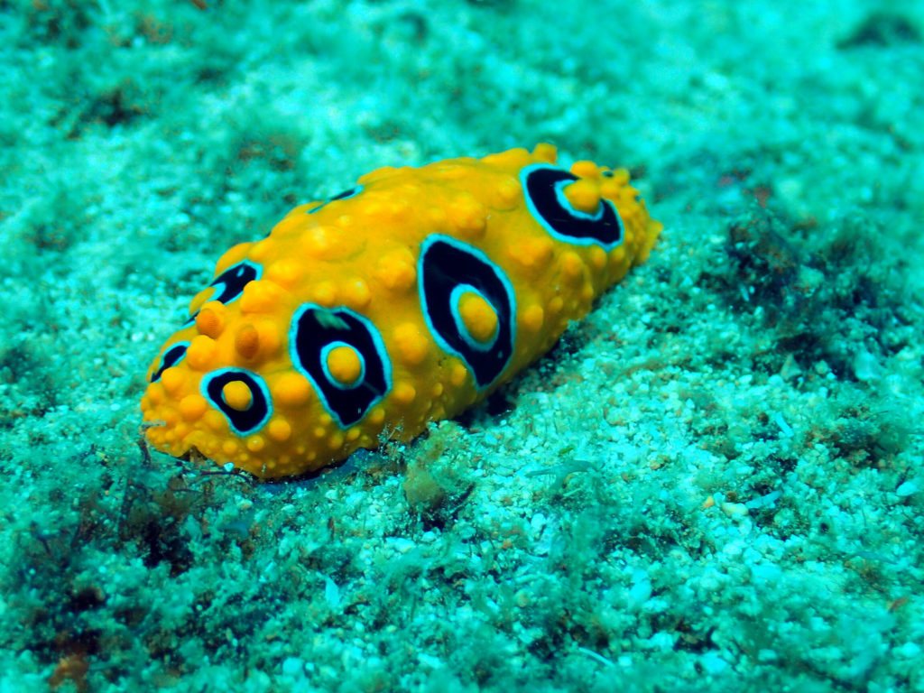 Mollusques