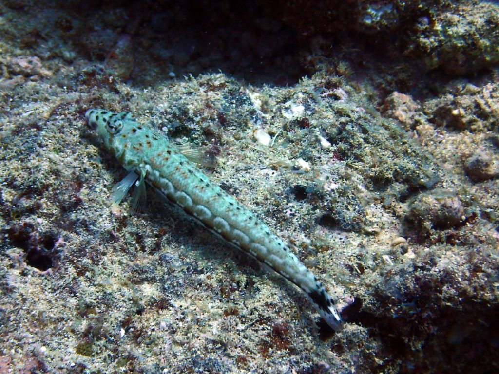 Parapercis millepunctata