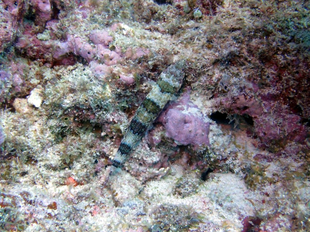 Scarus rubroviolaceus