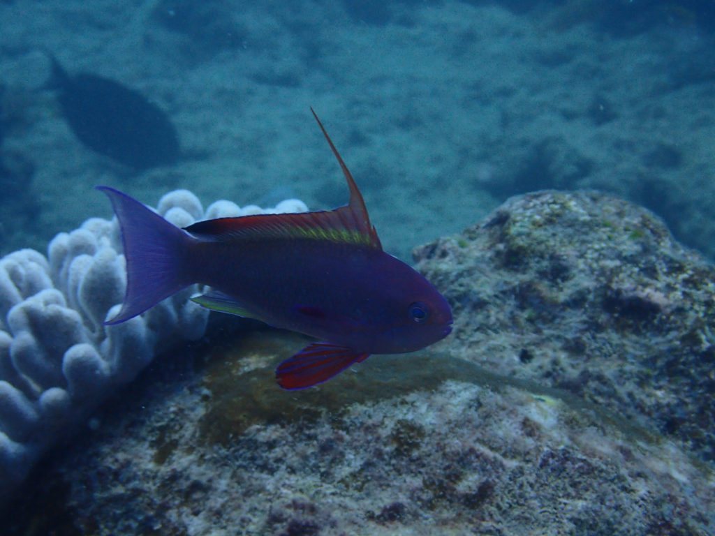 Pseudanthias squamipinnis