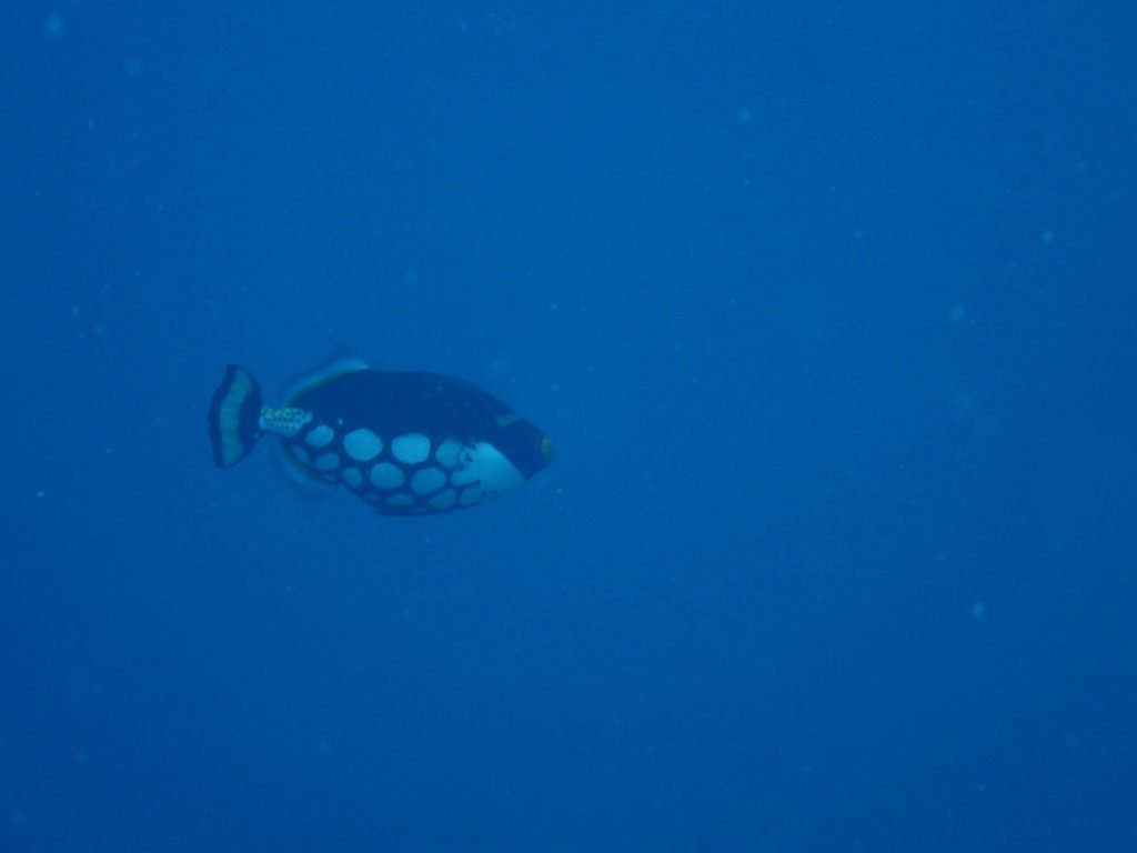 Balistoides conspicillum