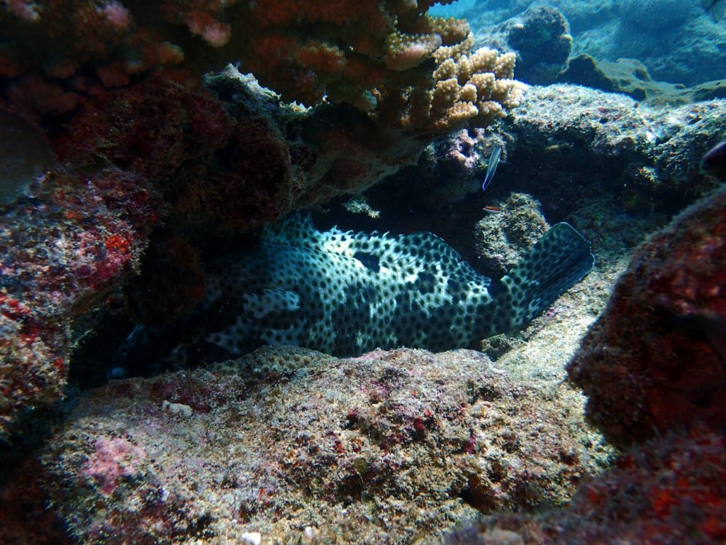 Epinephelus polyphekadion