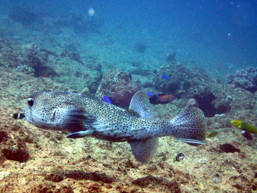 Diodon hystrix