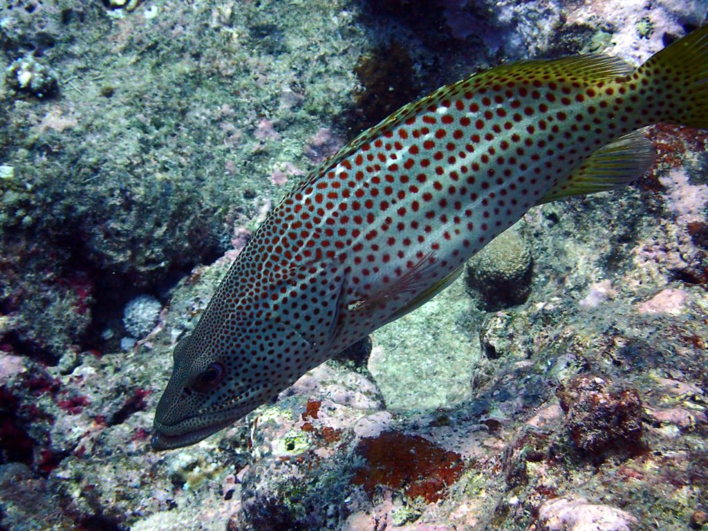 Anyperodon leucogrammicus
