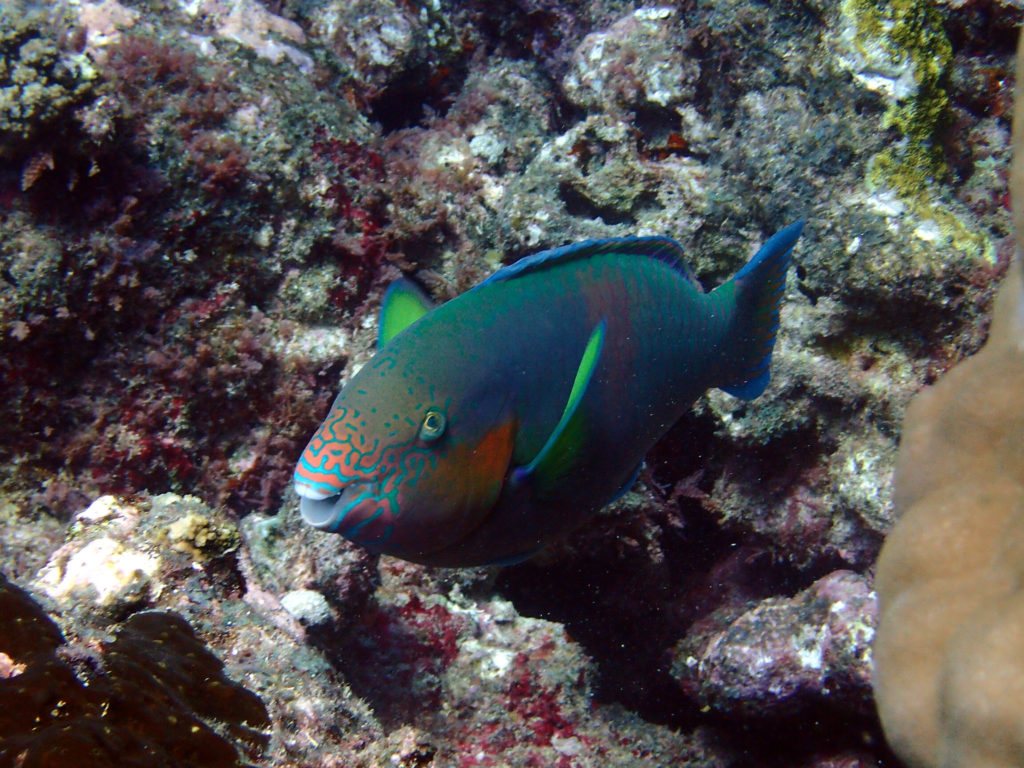 Poisson-perroquet