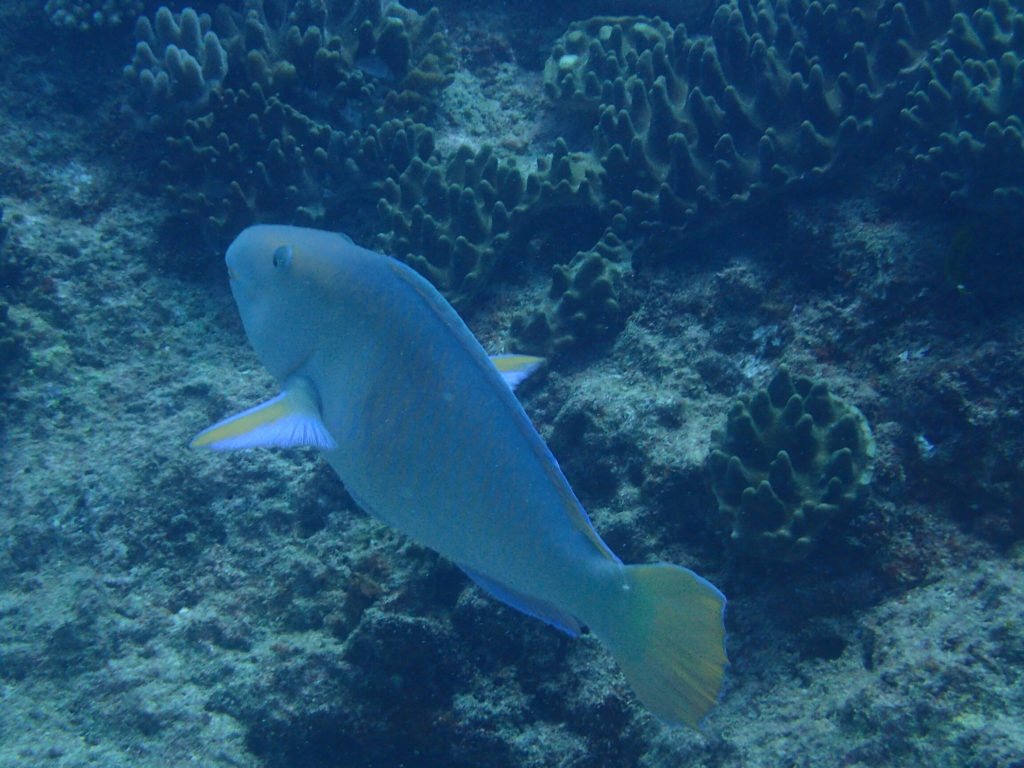 Hipposcarus longiceps
