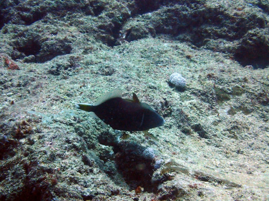 Sufflamen chrysopterum