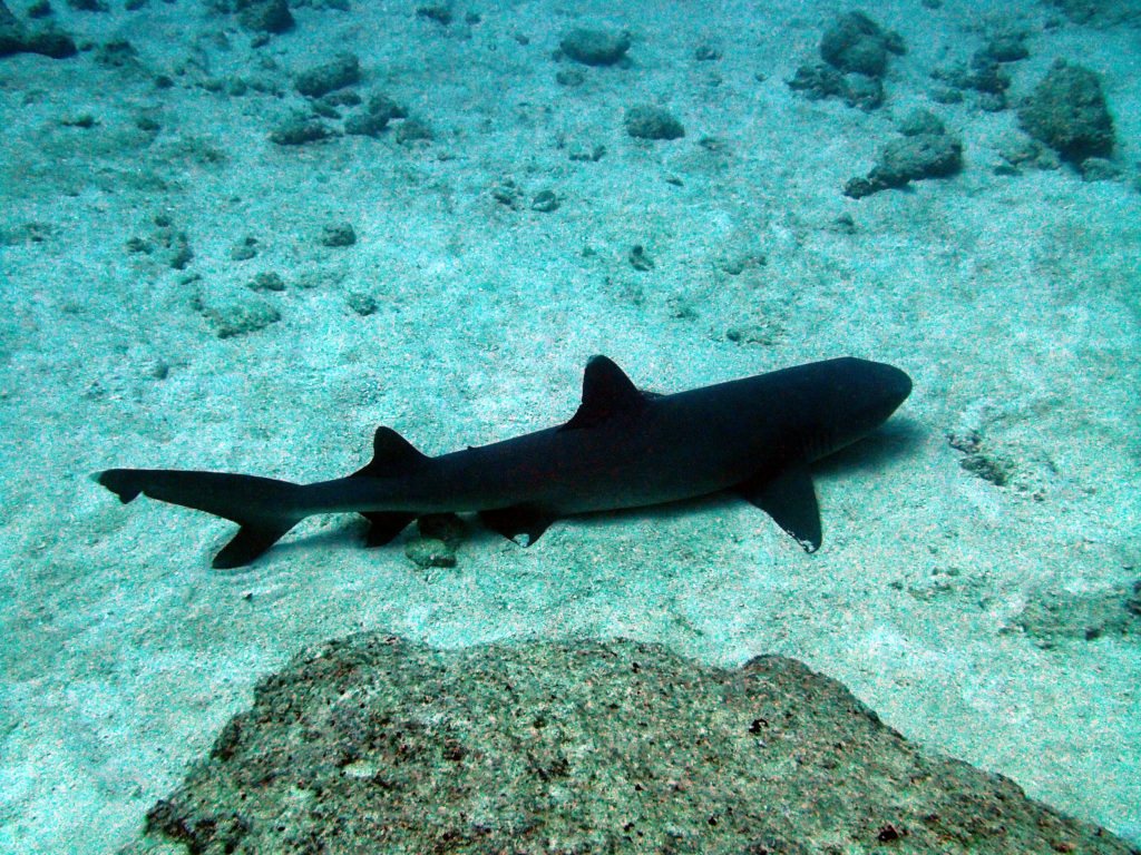 Triaenodon obesus