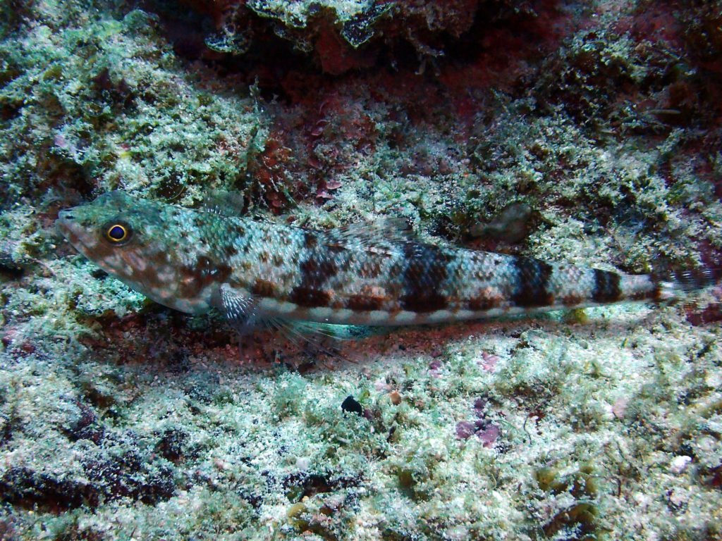 Synodus binotatus