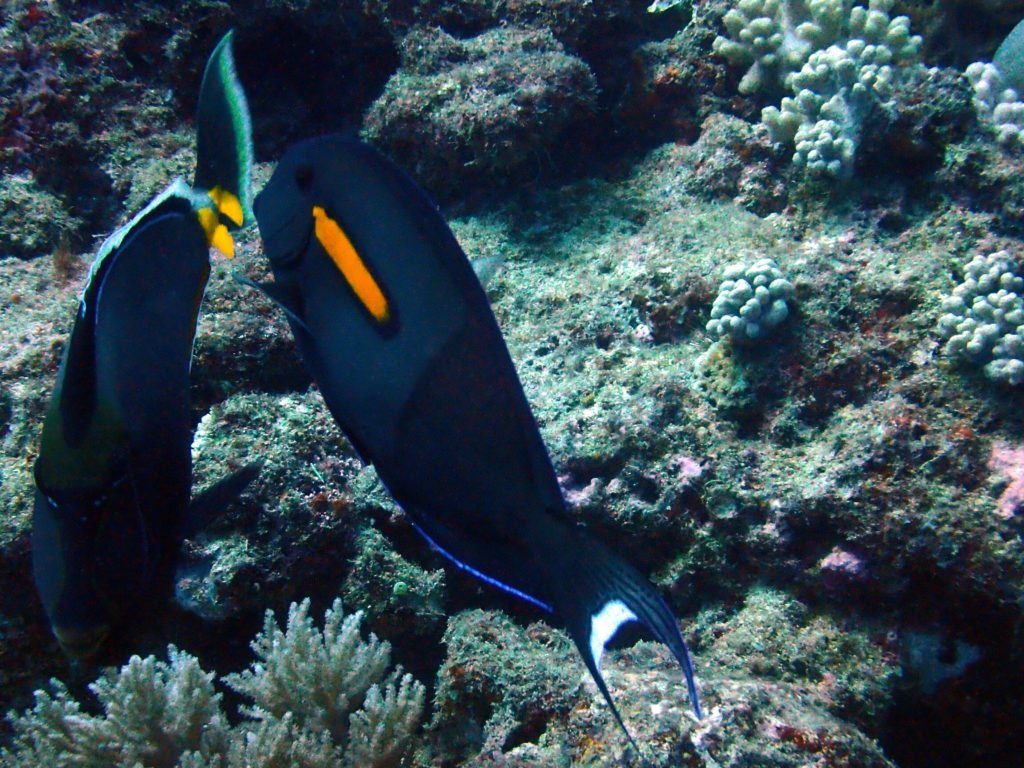 Acanthurus olivaceus