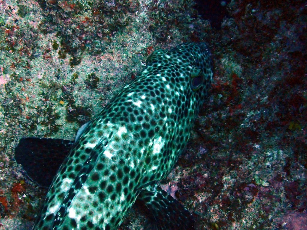 Epinephelus maculatus