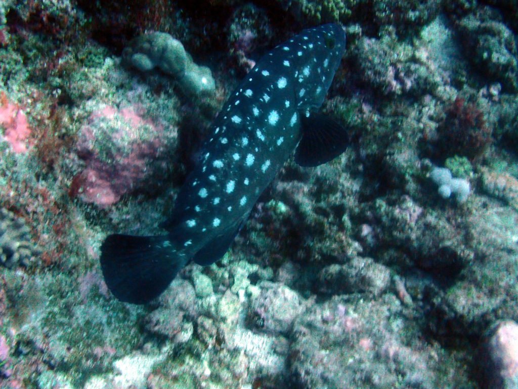 Epinephelus coeruleopunctatus