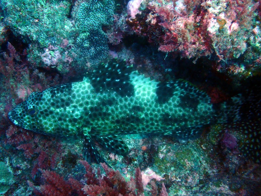 Epinephelus maculatus