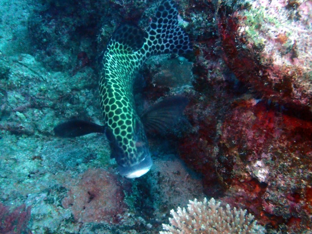Plectorhinchus chaetodonides