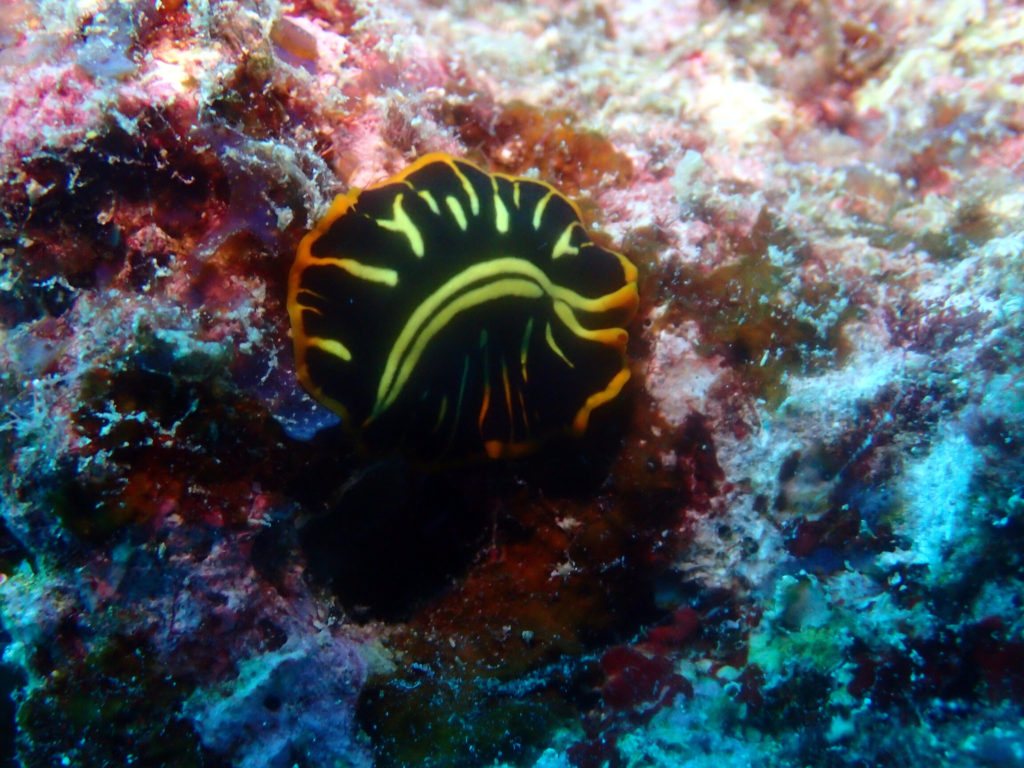 Pseudoceros cf. dimidiatus