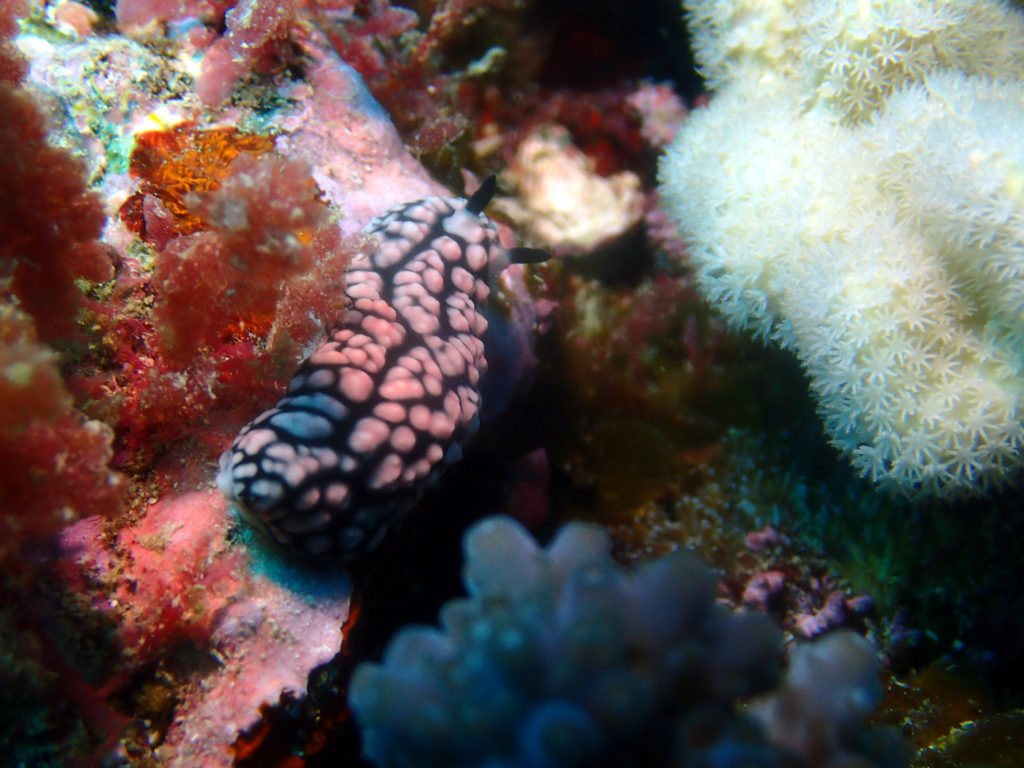 Phyllidiella pustulosa
