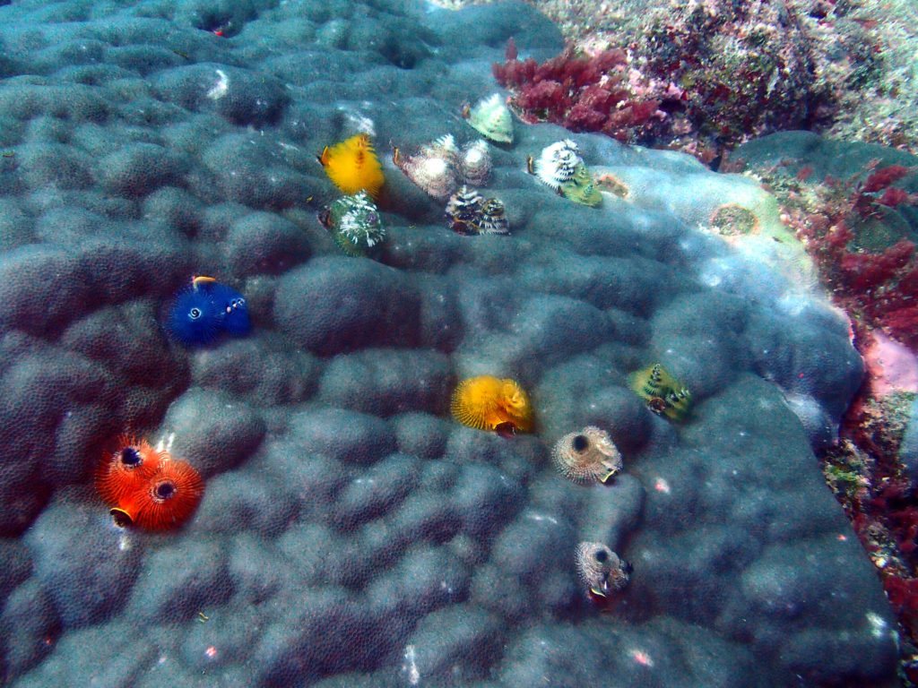 Spirobranchus corniculatus