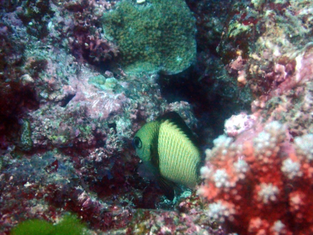 Dascyllus reticulatus