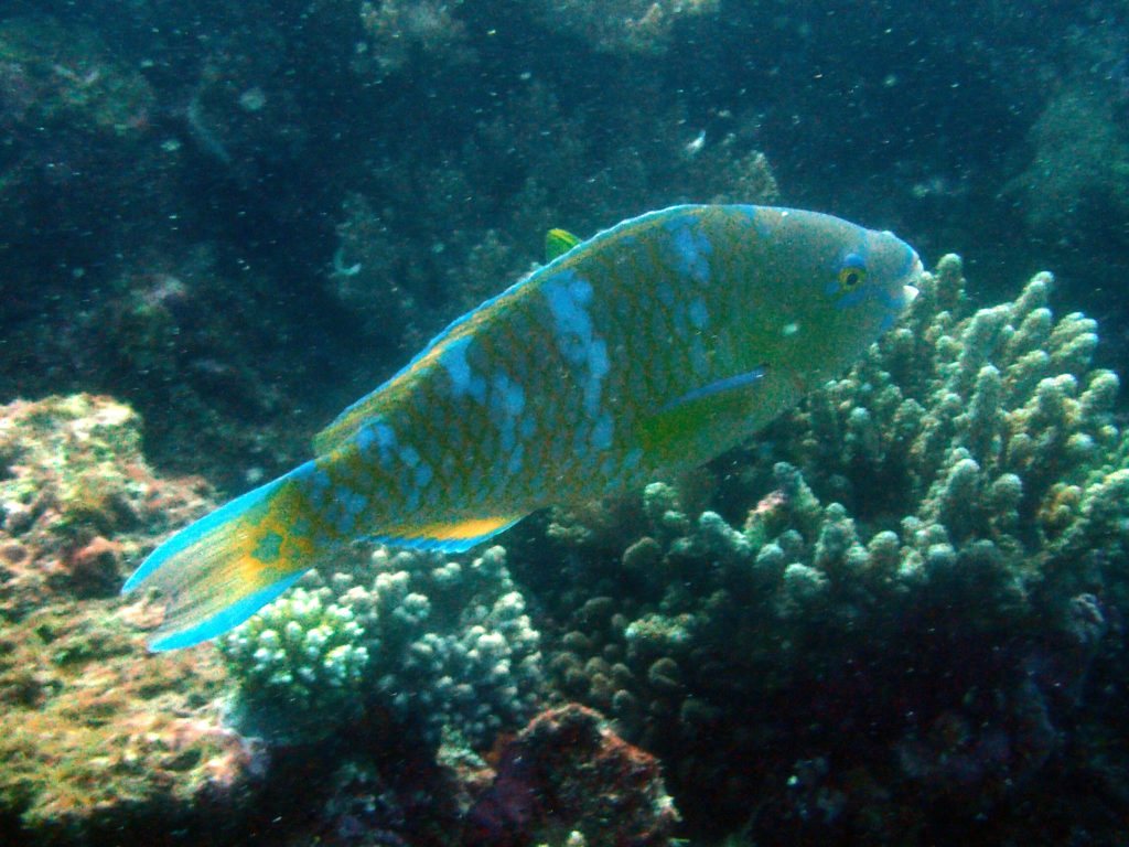 Scarus ghobban