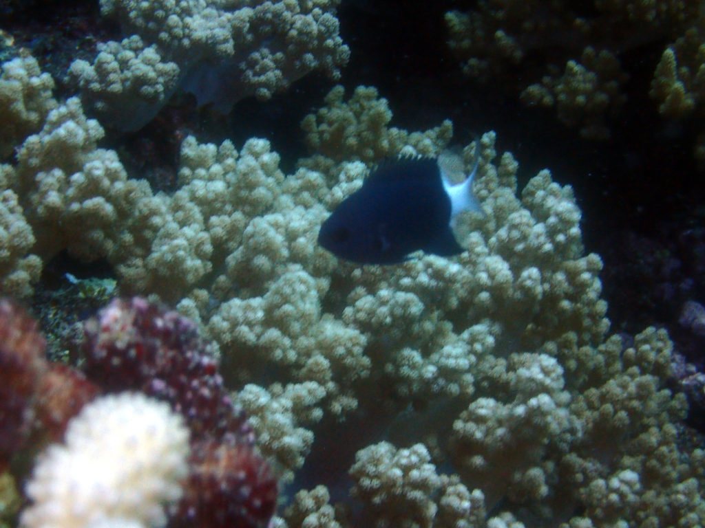 Chromis margaritifer