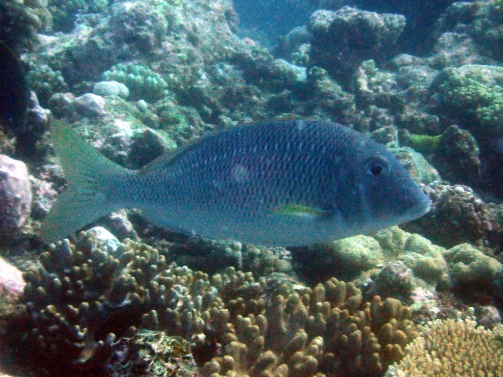 Lethrinus atkinsoni