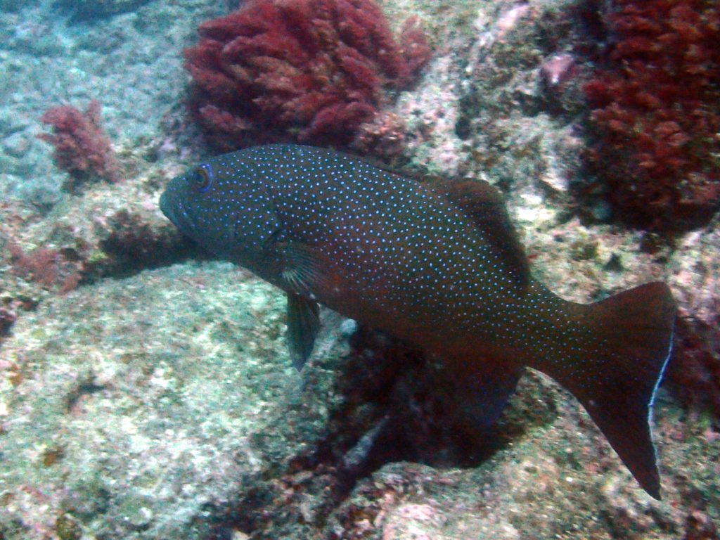 Plectropomus leopardus