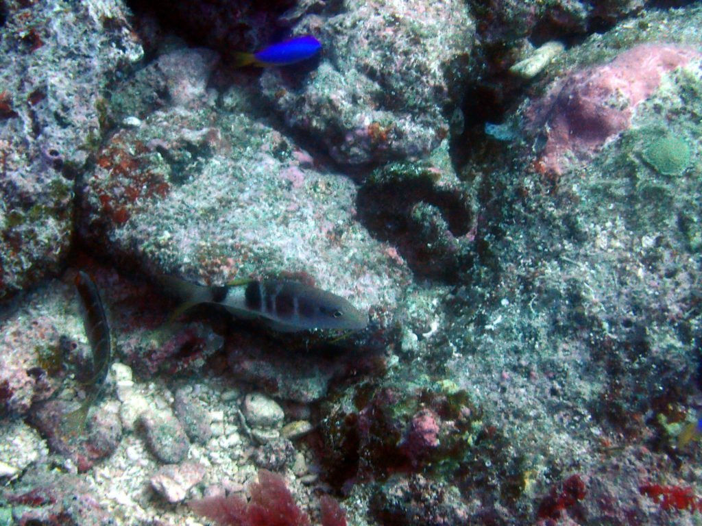 Parupeneus multifascius
