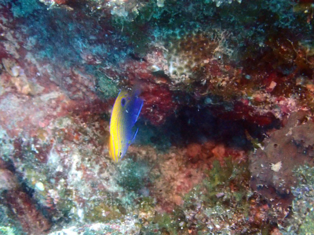 Pomacentrus vaiuli