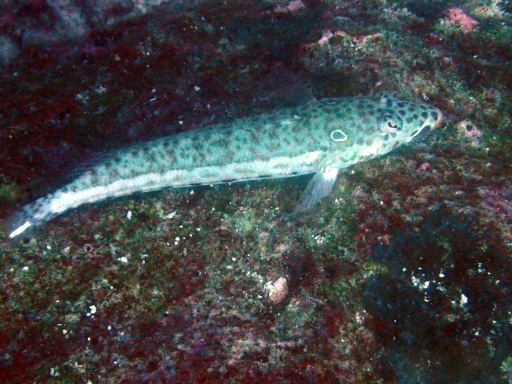 Parapercis clathrata