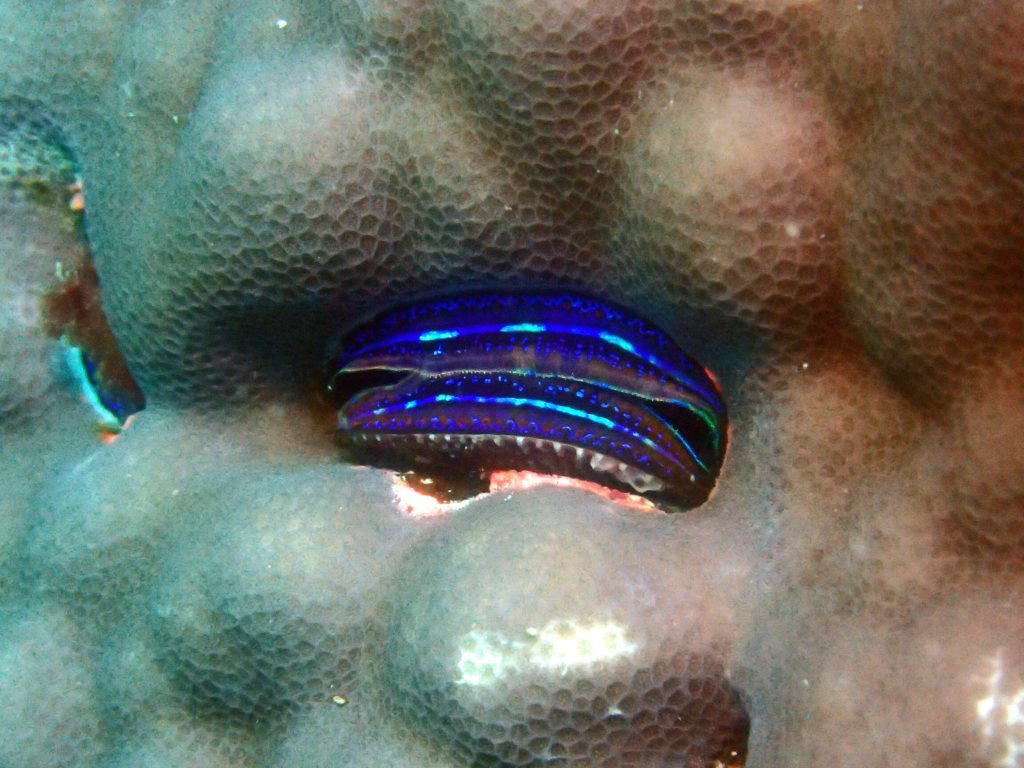 Pedum spondyloideum