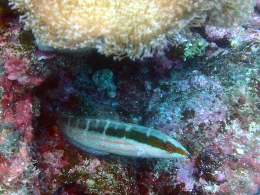 Coris dorsomaculatus