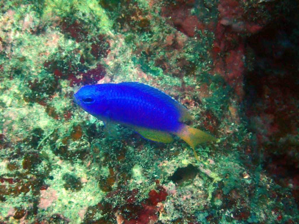 Pomacentrus coelestis