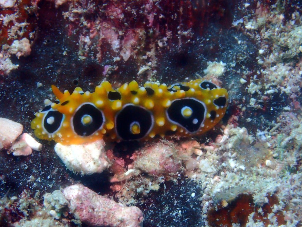 Phyllidia ocellata