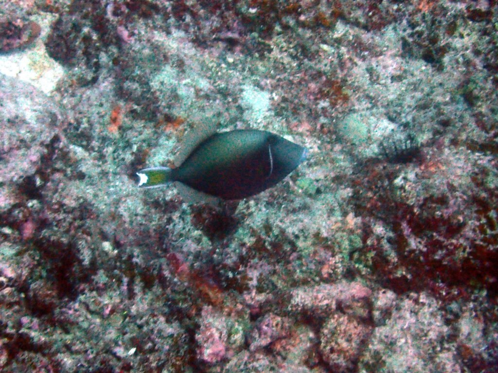 Sufflamen chrysopterum