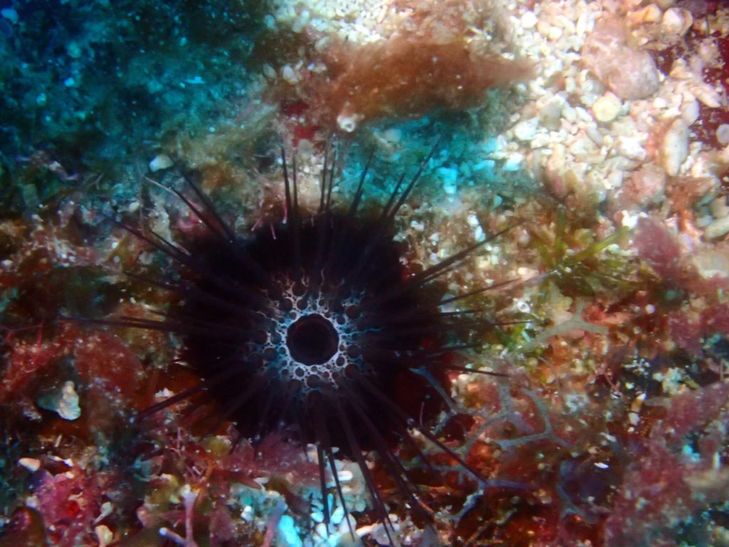 Echonistrephus aciculatus