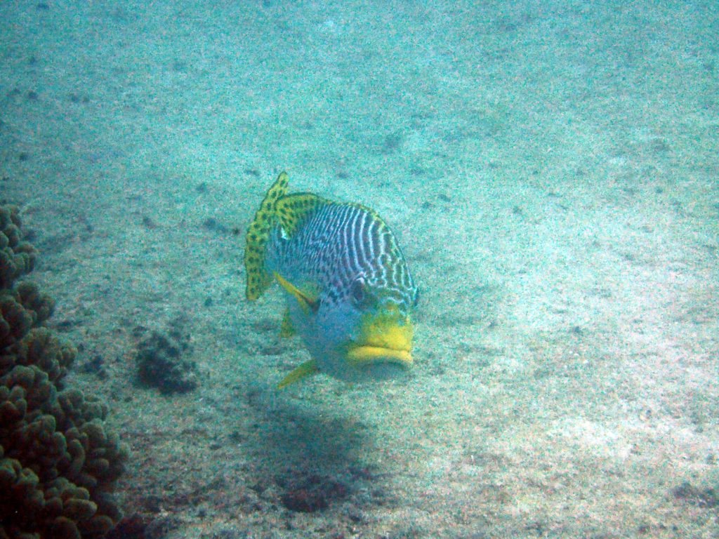 Plectorhinchus lineatus